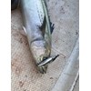 Little Jack METAL ADICT-01 40g #01 Laser Sardine + Real