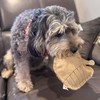 SPOT Dura-Fused Leather Raccoon Dog Toy – Real Leather &