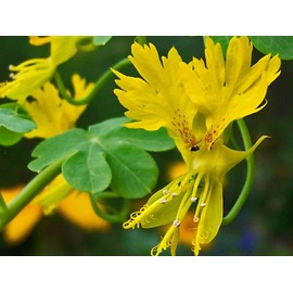 KIRA SEEDS - Seeds Canarybird Canary Creeper Nasturtium - Annual Flowers for Planting