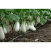 RAISE ME UP: Seeds White Eggplant Aubergines Non GMO Heirloom