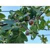 Unbraded 300 Semillas De Higo Orgánicas-300 Organic Fig Seeds