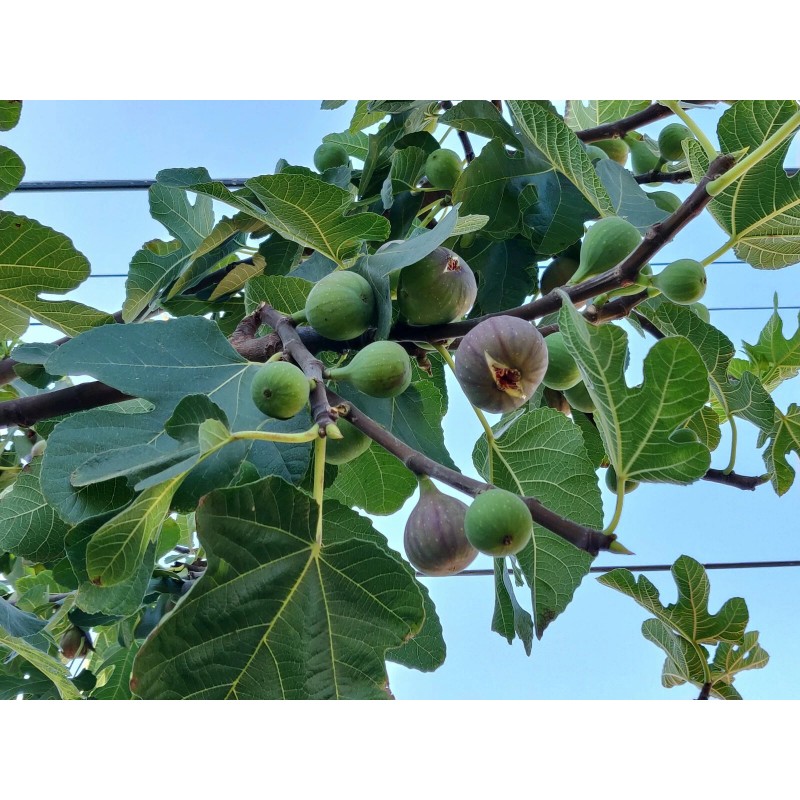 Unbraded 300 Semillas De Higo Orgánicas-300 Organic Fig Seeds