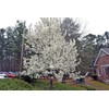 20 Seeds Bradford Pear Tree | Pyrus calleryana Callery Pear
