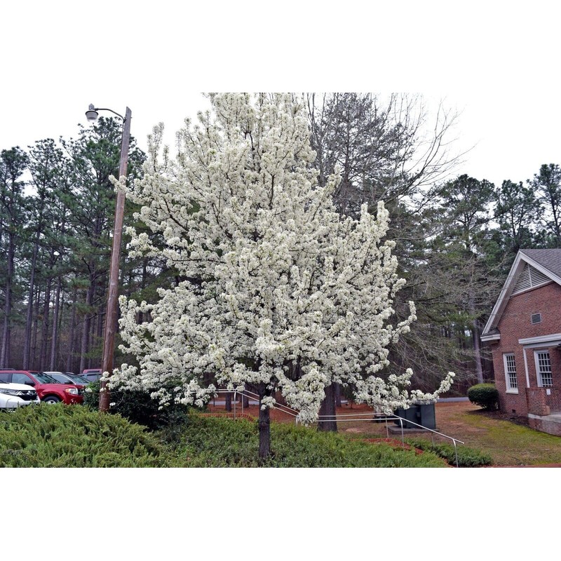 20 Seeds Bradford Pear Tree | Pyrus calleryana Callery Pear