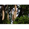 CZ Grain 10 Sausage Tree Seeds Kigelia africana