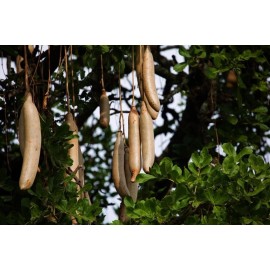 CZ Grain 10 Sausage Tree Seeds Kigelia africana