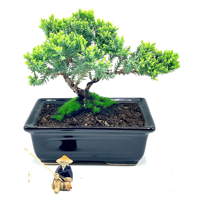 Live Dwarf Juniper Bonsai Tree About 6 Years Old with