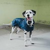 Milford Dog Raincoat Blue, Size 50