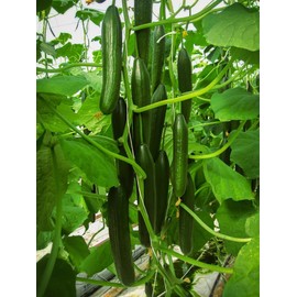 Cucumber Seeds, Pack of 70+ Long Green Cucumber Seeds for Planting, Vegetable Seeds for Planting