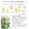 Green Field B006 Sprout Cultivation Set My Sprout (Bean Sprout