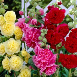 300 Seeds Alcea Chaters Double Apricot Flower Seeds Double Hollyhock Seeds for Planting Perfect for Home & Terrace Gardening