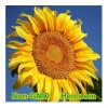 Honest Seed Co. Mammoth Grey-Stripe Sunflower Seeds BULK | Non-GMO | Heirloom Garden Seeds - 30+