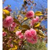No Brand Set of 2 Kwanzan Japanese Cherry Tree -