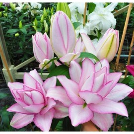 Danny Pleasant Gardens ANOUSKA ROSE LILY FLOWER BULBS HARDY 2 FEET TALL FRAGRANT BLOOMS DOUBLE ORIENTAL - 6 BULBS