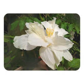Marilyn Tropical Landscape Hibiscus Live Plant Rare Almost Pure White Loose Double Flower Starter Size 4 Inch Pot