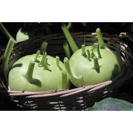 Kohlrabi Seeds for Planting, Pack of 1000 Vegetable Seeds for Planting