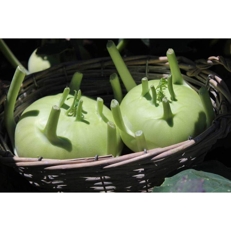 Kohlrabi Seeds for Planting, Pack of 1000 Vegetable Seeds for