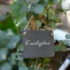 The cordeline Set of 3 Slate Labels 0.5 x 7