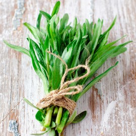 Eden Brothers Tarragon Seeds