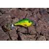 Berkley Pulse Spintail XL Fishing Lure, Double Blade Spinner Bait