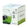 Seishin Ceramics Growing Aquatic Plants S Approx. 12.6x12x11.6cm GD-812