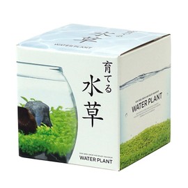 Seishin Ceramics Growing Aquatic Plants S Approx. 12.6x12x11.6cm GD-812
