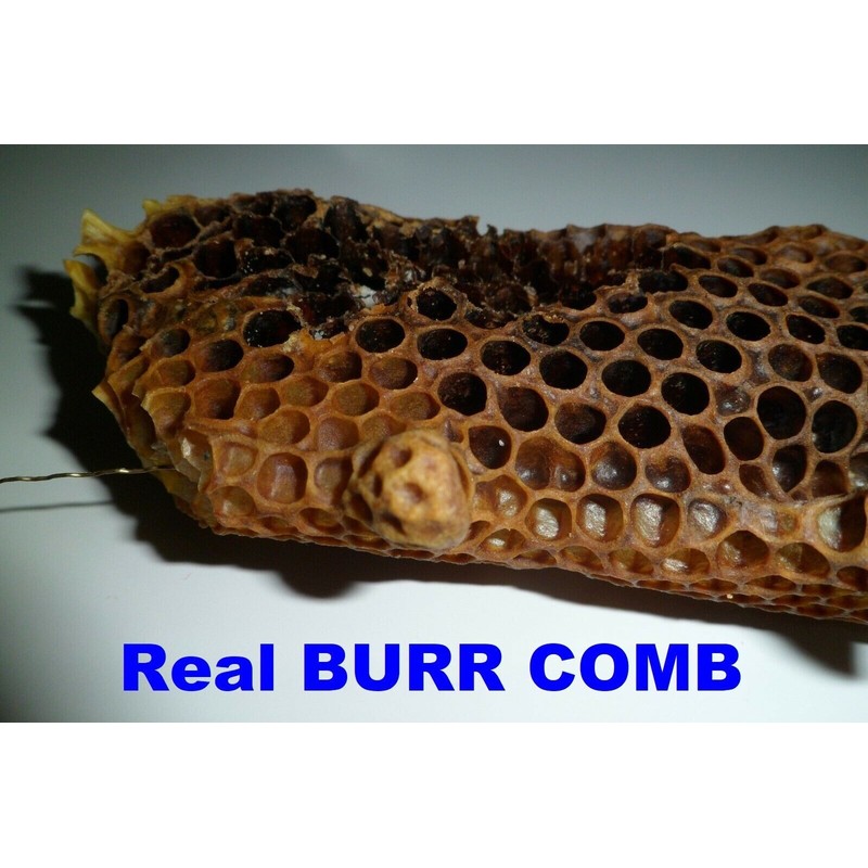 One Freshly 2005 Dried Real USA Honeybee Natural Honeycomb +