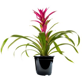 American Plant Exchange Bromeliad, 6-Inch Pot, Live Indoor Flowering Plant, Pet Safe Houseplant with Flowers Perfect for Gifting, Assorted Colors