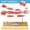 EVOTECH SCIENTIFIC Human Muscular Arm Anatomy Model, 7 Part 2/3