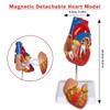 breesky Human Heart Torso and Skeleton 3D Model Study Tools