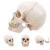 Kichvoe Realistic Detachable Human Skull Model Anatomically Accurate Medical Skull