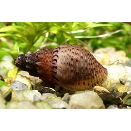 Garnelen Tom Nubs Tower Lid Screw (Nöppi) (DNZ), Pack of 10