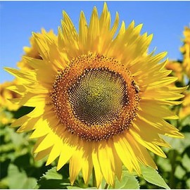 Skyscraper Sunflower Seeds -12' Tall Heirloom Sunflower - Attracts Bees and Butterflies - 10 Seeds