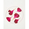 toumei Pressed Flower Carnation Coasters Set of 4 in a