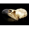 Gamital Alchemy Gothic Raven Skull - Omega | Fantasy Raven