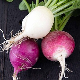 Easter Egg Blend Radish Seeds - 4 oz Seed Pouch - Heirloom Garden Seeds, Non-GMO - Vegetable Gardening and Micro Radishes
