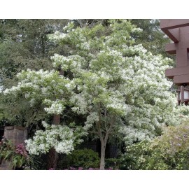 Tree White Fringe Tree/Shrub - 6-12" Tall Live Plant, Qt Pot - Chionanthus virginicus