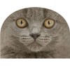 tea cosy british shorthair grey
