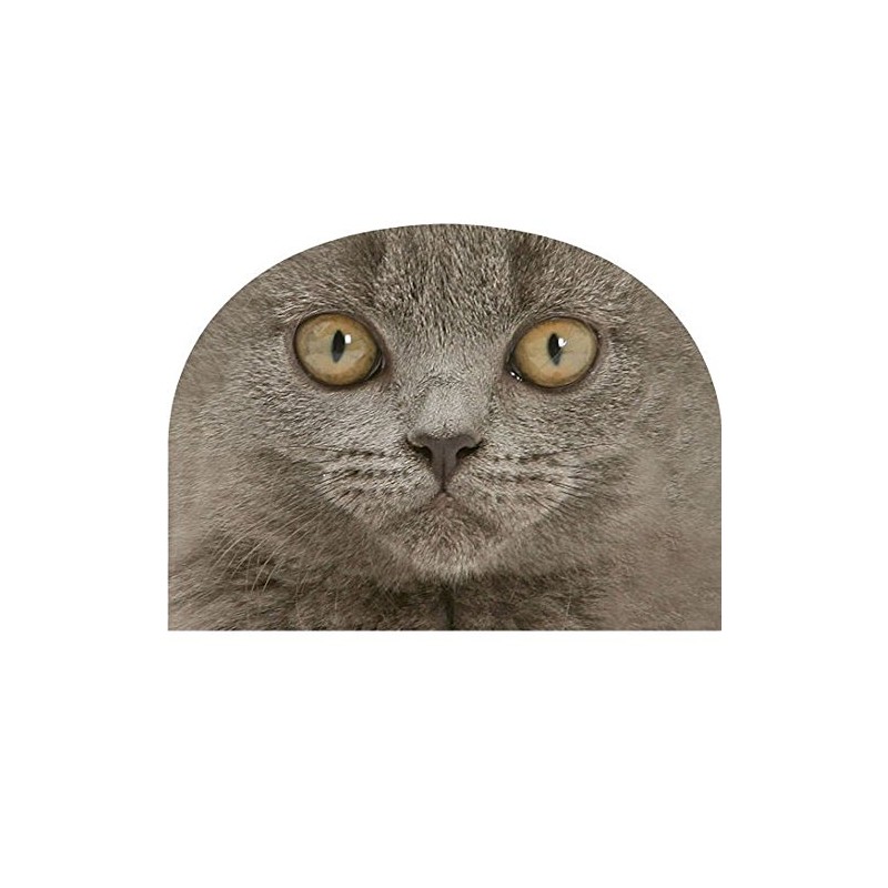 tea cosy british shorthair grey