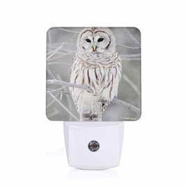 Chrobak LED Night Light,Curious Barred Owl Closeup LED Night Light Plug into Wall with Dusk to Dawn Light Sensor White Energy Efficient Nightlight for Bedroom Bathroom Hallway Living Room Kitchen