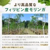 モリンガ サプリ 有機モリンガ 135000mg配合(1袋) 540粒 大容量 3か月分 有機JAS認証 有機原材料使用 GMP認定工場製造
