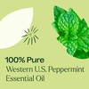 Plant Therapy Peppermint Western U.S. Essential Oil 30 mL (1