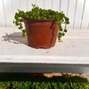 String of Pearls 4 “ Potted