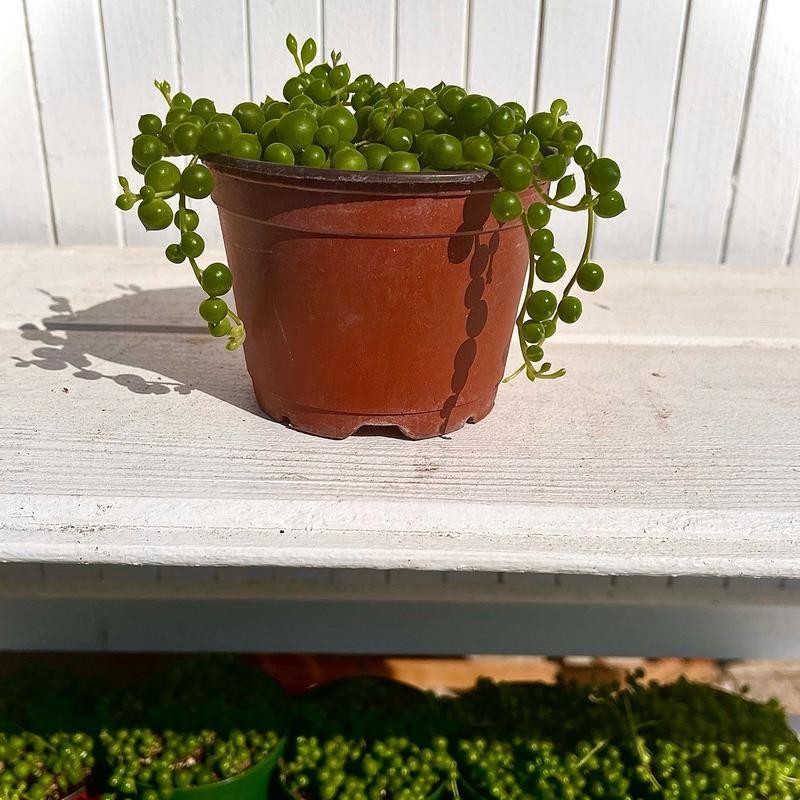 String of Pearls 4 “ Potted