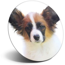 Destination Vinyl ltd Magnet for Refrigerator, Fridge - Papillon Dog Puppy Cute Funny Kids for Office, Cabinet and Whiteboard, Magnetic Stickers, 24279