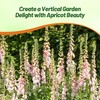 Outsidepride Digitalis Purpurea Apricot Beauty Foxglove Seeds – 5000 Pcs