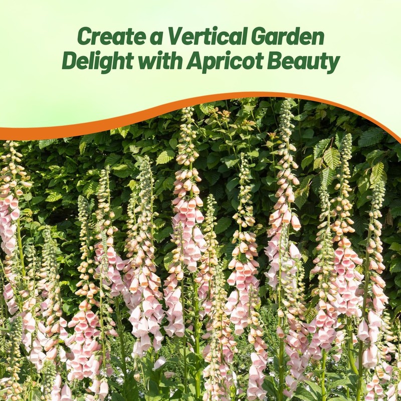 Outsidepride Digitalis Purpurea Apricot Beauty Foxglove Seeds – 5000 Pcs