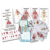 Blue Tree Publishing Muscle Charts (Muscle gift pack)