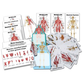 Blue Tree Publishing Muscle Charts (Muscle gift pack)