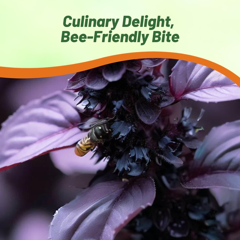 Outsidepride Dark Opal Basil Seeds – 1000 Pieces Annual Purple